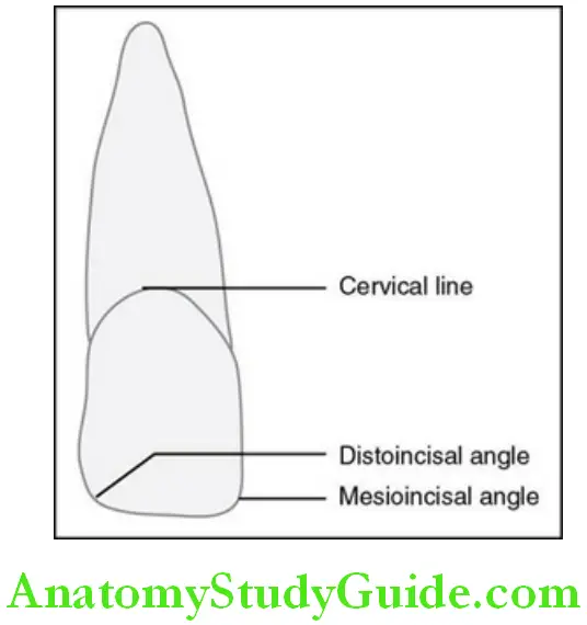 The Permanent Maxillary Incisors maxillary right central incisor labial aspect