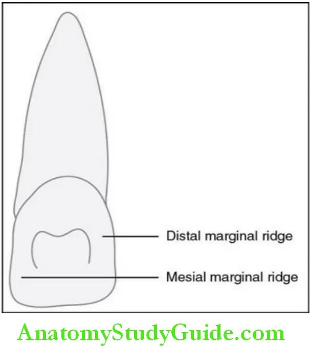 The Permanent Maxillary Incisors maxillary right central incisor lingual aspect