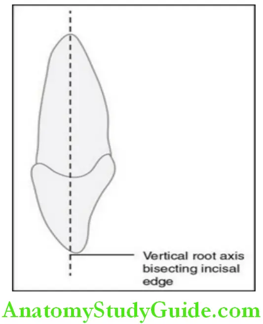 The Permanent Maxillary Incisors maxillary right central incisor mesial aspect
