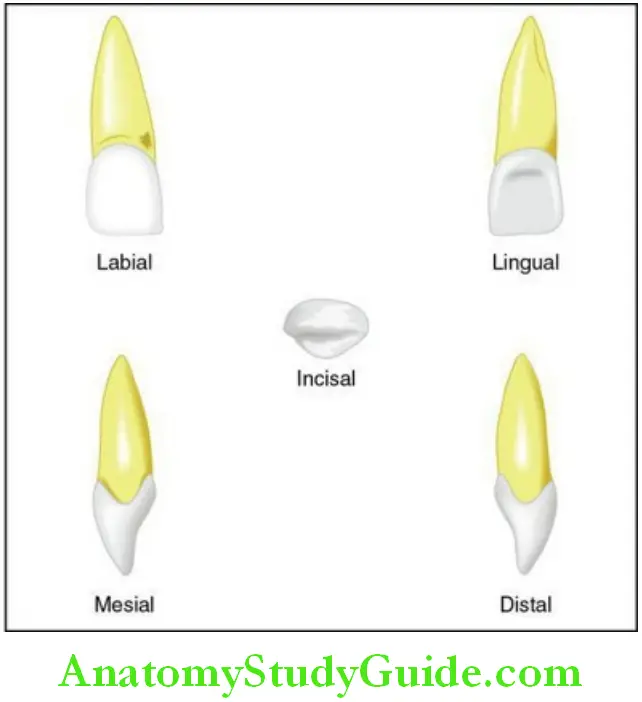 The Permanent Maxillary Incisors maxillary right central incisor