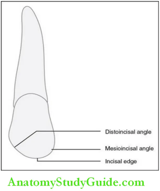 The Permanent Maxillary Incisors maxillary right lateral incisor labial aspect