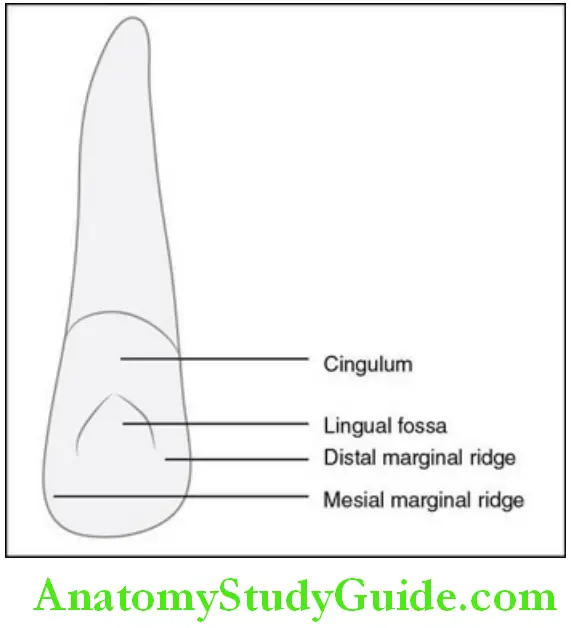 The Permanent Maxillary Incisors maxillary right lateral incisor lingual aspect