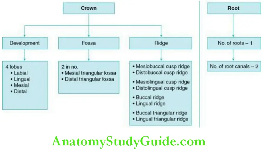 The Permanent Maxillary Premolars Development and landmarks Crown and root of the permanent maxillary second premolar