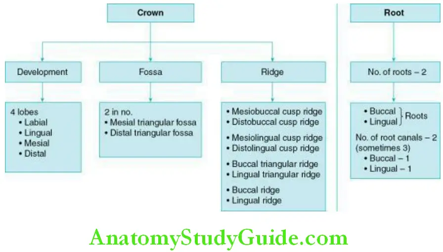 The Permanent Maxillary Premolars Development and landmarks Crown and root of the permanent maxillary