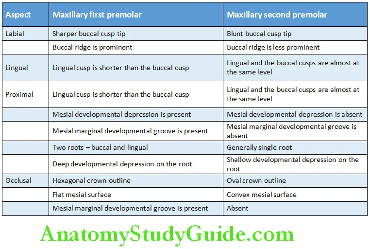 The Permanent Maxillary Premolars Differences between the Maxillary First and Second Premolar