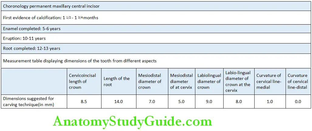 The Permanent Maxillary Premolars Maxillary First Premolar Chronology and Measurements