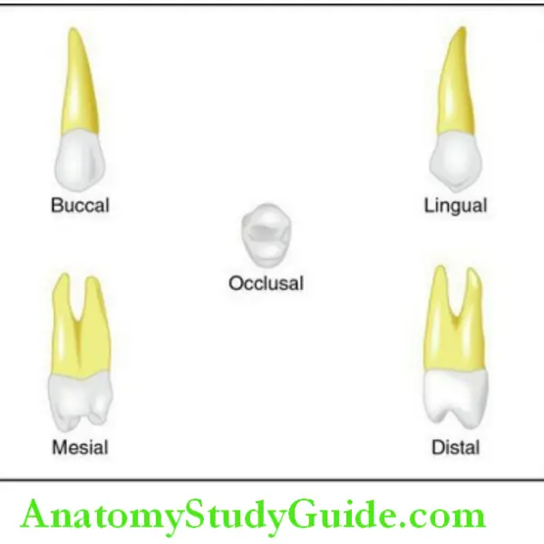 Oral Anatomy Archives - Page 2 of 4 - Anatomy Study Guide