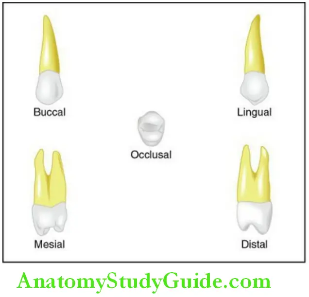 The Permanent Maxillary Premolars Permanent maxillary first premolar
