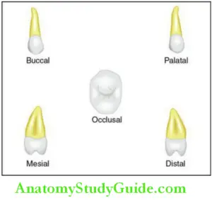 The Permanent Maxillary Premolars Notes - Anatomy Study Guide