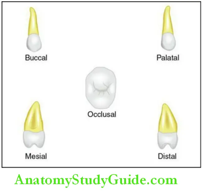 The Permanent Maxillary Premolars Permanent maxillary left second premolar
