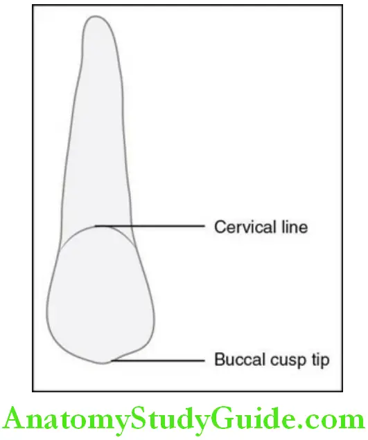 The Permanent Maxillary Premolars boccal aspect