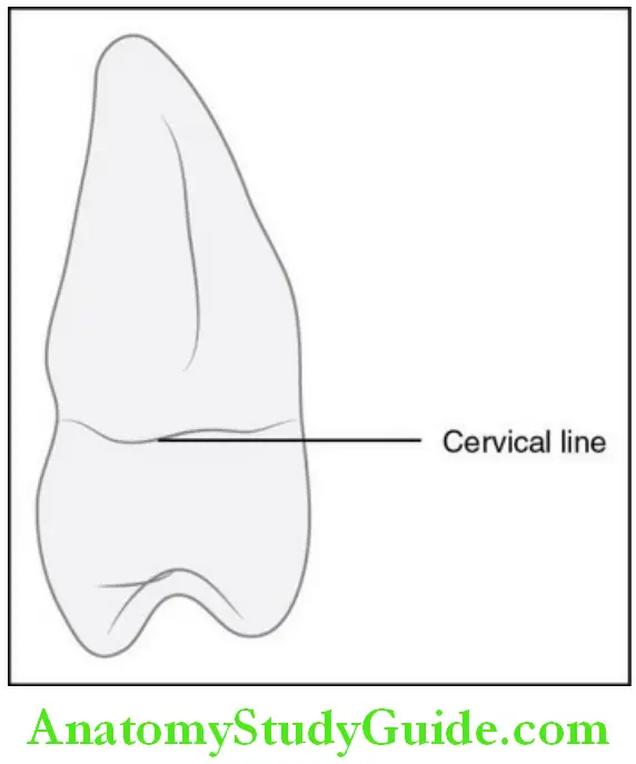 The Permanent Maxillary Premolars distal aspect.