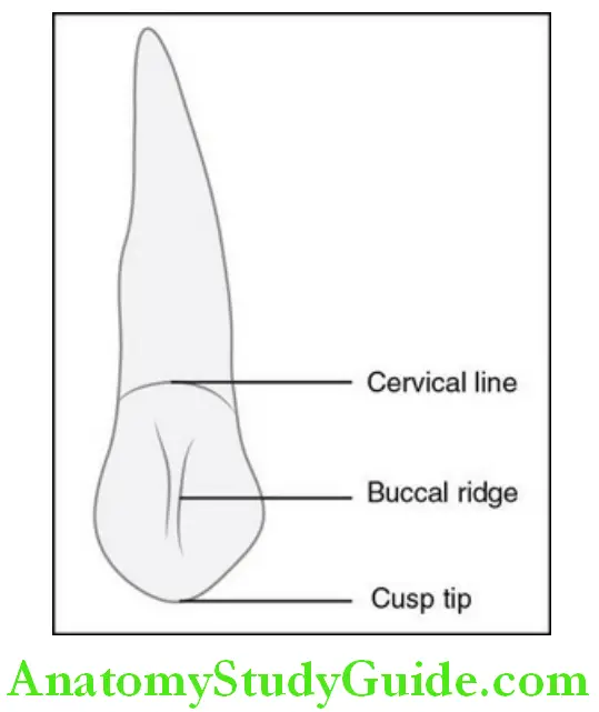 The Permanent Maxillary Premolars labial aspect
