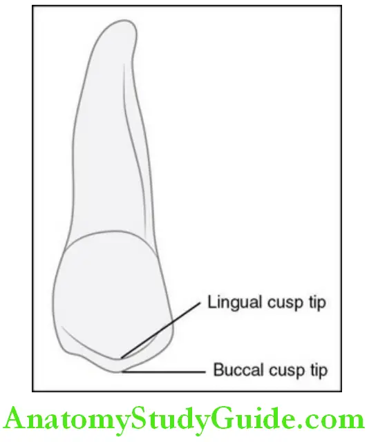 The Permanent Maxillary Premolars lingual aspect.
