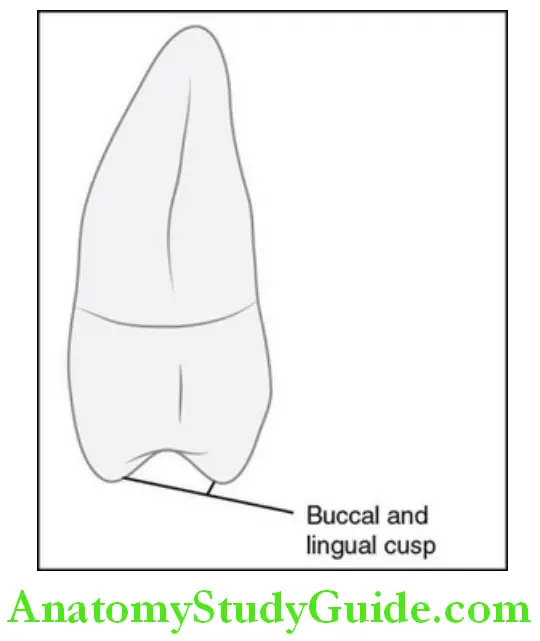 The Permanent Maxillary Premolars mesial aspect.