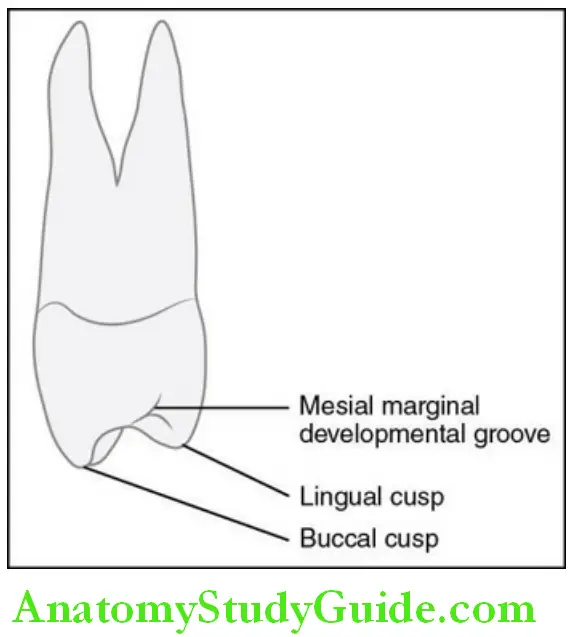 The Permanent Maxillary Premolars mesial aspect