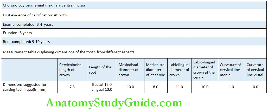 The Permanent Maxillary first Molars Maxillary First Molar Chronology and Measurements