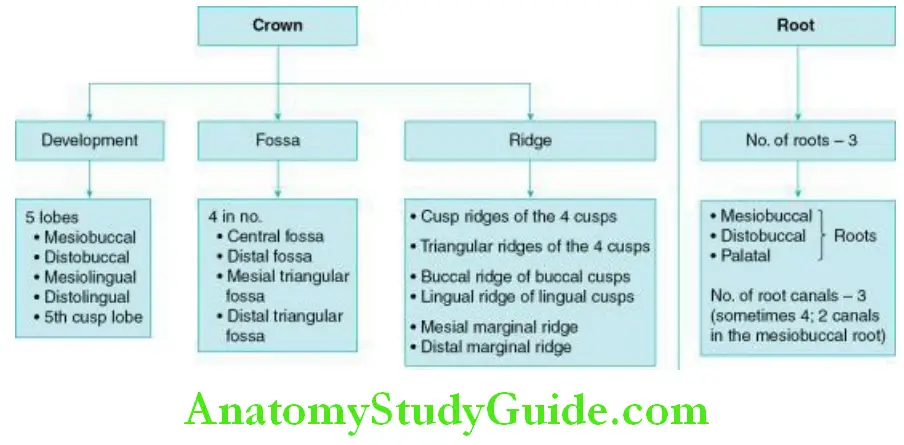 The Permanent Maxillary first Molars Maxillary First Molar Development and landmarks Crown and root of the permanent maxillary first molar