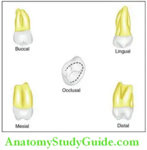 The Permanent Maxillary First Molars Notes - Anatomy Study Guide