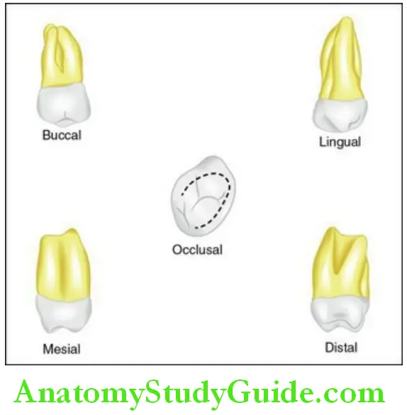 The Permanent Maxillary first Molars Maxillary permanent maxillary right third molar