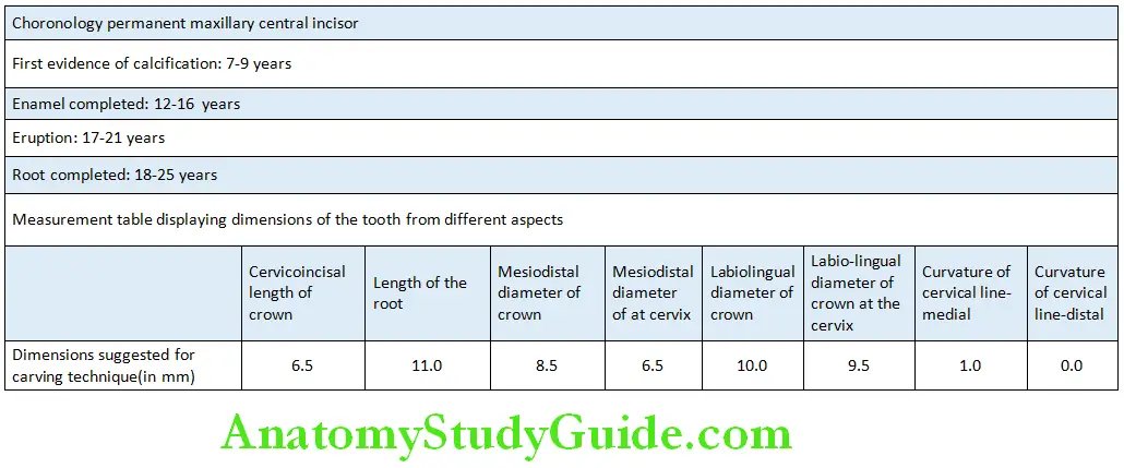 The Permanent Maxillary first Molars Maxillary third Molar Chronology and Measurements