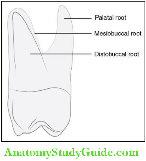 The Permanent Maxillary first Molars Permanent distal aspect