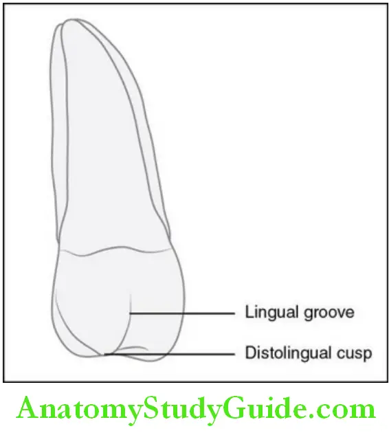 The Permanent Maxillary first Molars Permanent maxillary left second molar lingual aspect