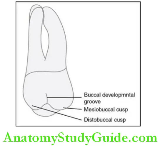 The Permanent Maxillary first Molars Permanent maxillary right third molar buccal aspect