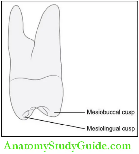 The Permanent Maxillary first Molars mesial aspect