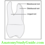 The Permanent Maxillary First Molars Notes - Anatomy Study Guide