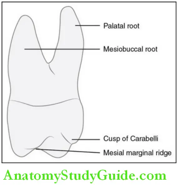 The Permanent Maxillary first Molars permanent maxillary right first molar mesial aspect