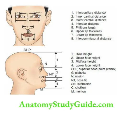 The dysmorphic child Guidelines for head and facial measurements for the diagnosis of facial dysmorphism
