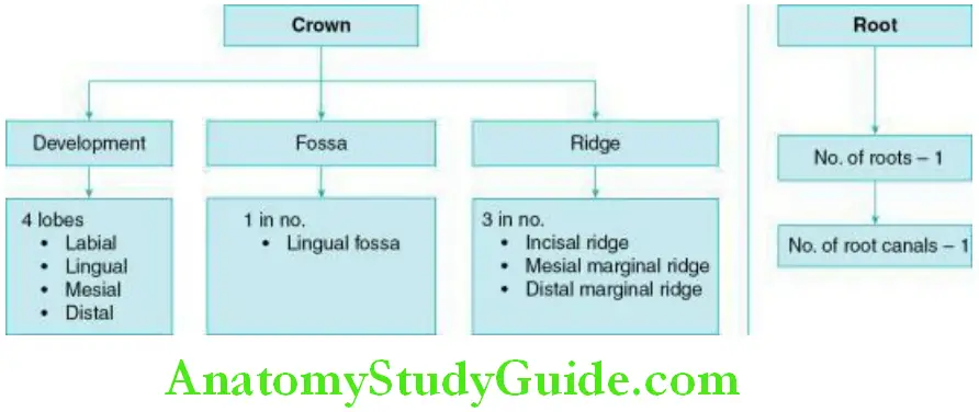 The permanent mandibular Development and landmarks Crown and root of the permanent mandibular central incisor