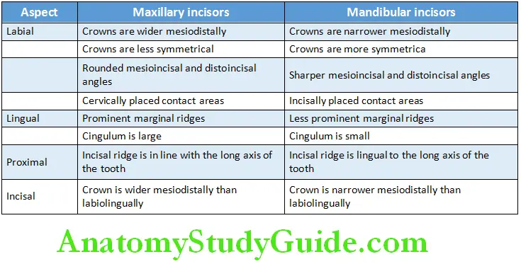 The permanent mandibular Differences between the Maxillary and Mandibular Incisors