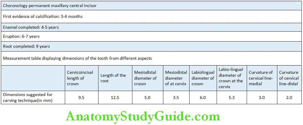 The permanent mandibular Mandibular Central Incisor Chronology and Measurements