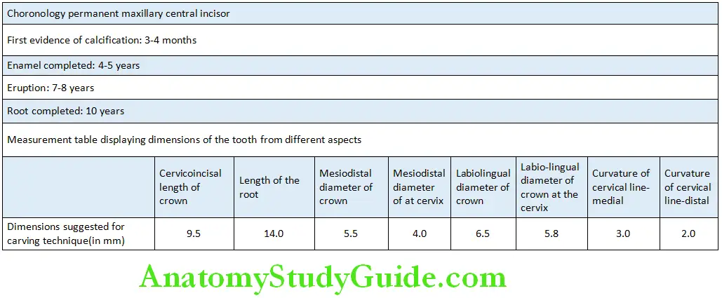 The permanent mandibular Mandibular Lateral Incisor Chronology and Measurements