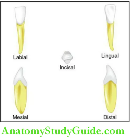 The permanent mandibular incisors mandibular right central incisor