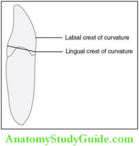 Permanent Mandibular Incisors Notes - Anatomy Study Guide