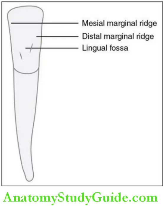 The permanent mandibular mandibular right central incisor lingual aspect