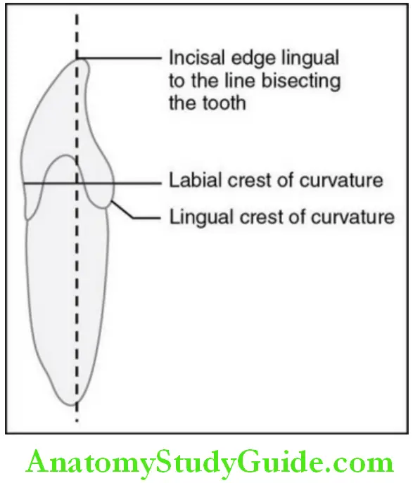 The permanent mandibular mandibular right central incisor mesial aspect