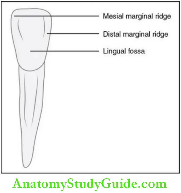 The permanent mandibular mandibular right lateral inciosr lingual aspect