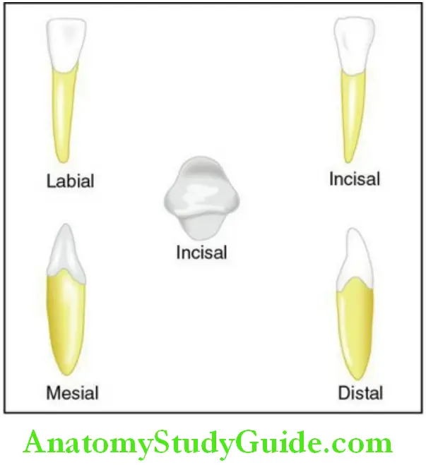 The permanent mandibular mandibular right lateral incisor