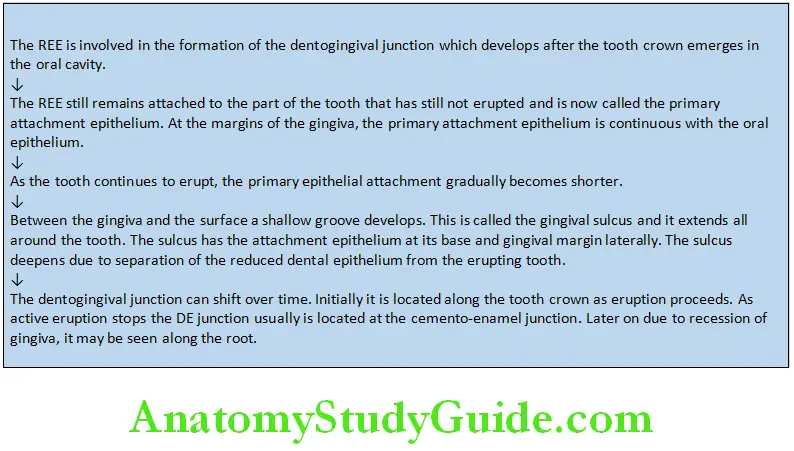 Tooth Eruption Development of the Dentogingival Junction.