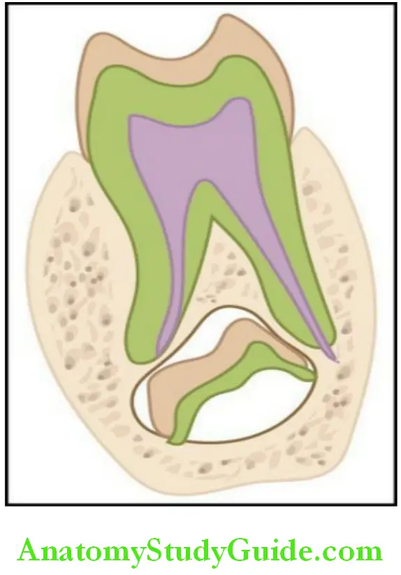 Tooth Eruption acrylic model position of the erupting permanent premolar