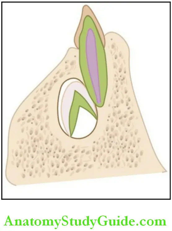 Tooth Eruption position of the eruptiong permanent incisors