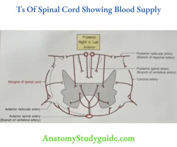 Ts Of Spinal Cord Showing Blood Supply