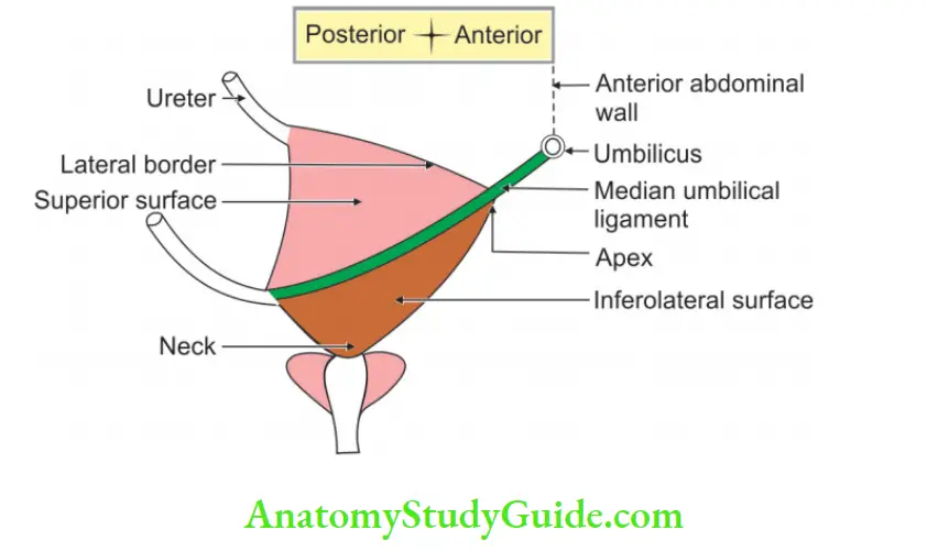 Urinary Bladder And Urethra External features of bladder