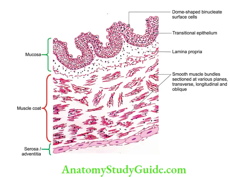 Urinary Bladder And Urethra Histology of urinary bladder
