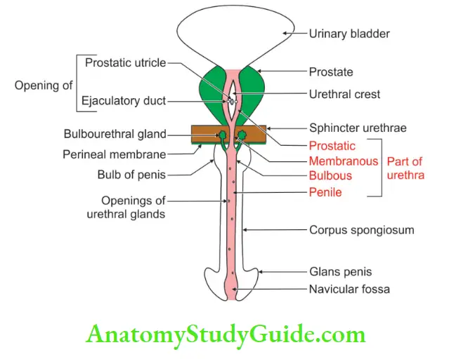 Urinary Bladder And Urethra Male urethra