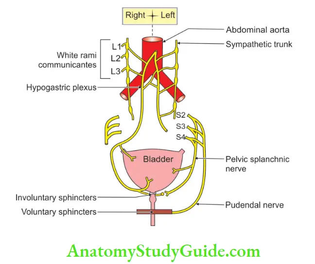 Urinary Bladder And Urethra Nerve supply of the uninary bladder